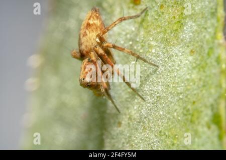 Winzige braune Spinne mit orangen Flecken auf einem frostigen sitzen Grünes Blatt Stockfoto