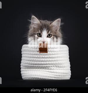 Liebenswert blau tabby Makrele Siberian Forestcat Katze Kätzchen, sitzt in weißem Korb. Blick über die Kante auf das Objektiv. Isoliert auf schwarzem Hintergrund. Stockfoto