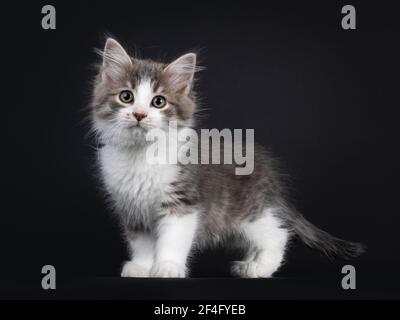 Liebenswert blau gestromte Makrele Siberian Forestcat Katze Kätzchen, stehende Seitenwege. Blick auf das Objektiv. Isoliert auf schwarzem Hintergrund. Stockfoto