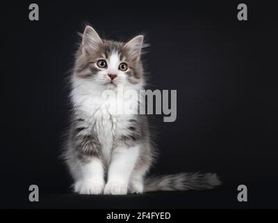 Liebenswert blau tabby Makrele Siberian Forestcat Katze Kätzchen, sitzen nach vorne. Blick zur Seite. Isoliert auf schwarzem Hintergrund. Stockfoto