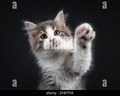 Kopfaufnahme von entzückenden blauen tabby Makrele Siberian Forestcat Katze Kätzchen. Blick auf das Objektiv mit einer Pfote hoch oben sagen Hi. Isoliert auf schwarzem Hintergrund Stockfoto