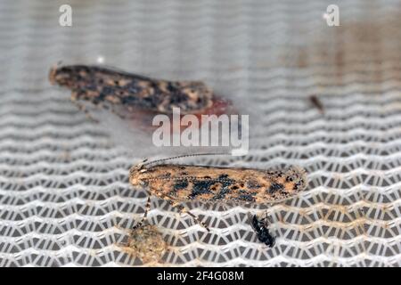 Motte der Rübenmotte Scrobipalpa ocellatella, ist eine Art aus der Familie der Galechiidae. Dies ist ein wichtiger Schädling von Zuckerrüben und anderen Kulturen. Stockfoto