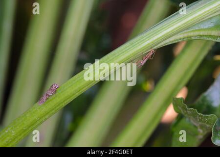 Motte der Rübenmotte Scrobipalpa ocellatella, ist eine Art aus der Familie der Galechiidae. Dies ist ein wichtiger Schädling von Zuckerrüben und anderen Kulturen. Stockfoto