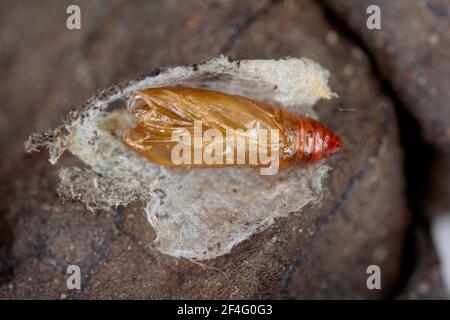 Puppenuntersuchung von Scrobipalpa ocellatella. Es ist eine Art aus der Familie der Galechiidae. Dies ist ein wichtiger Schädling von Zuckerrüben und anderen Kulturen. Stockfoto