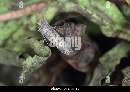 Motte der Rübenmotte Scrobipalpa ocellatella, ist eine Art aus der Familie der Galechiidae. Dies ist ein wichtiger Schädling von Zuckerrüben und anderen Kulturen. Stockfoto