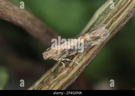 Motte der Rübenmotte Scrobipalpa ocellatella, ist eine Art aus der Familie der Galechiidae. Dies ist ein wichtiger Schädling von Zuckerrüben und anderen Kulturen. Stockfoto