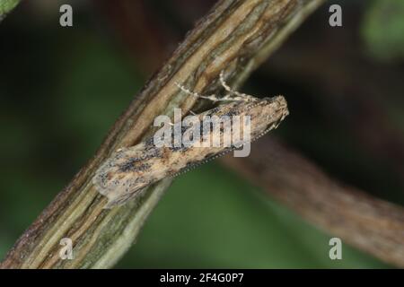 Motte der Rübenmotte Scrobipalpa ocellatella, ist eine Art aus der Familie der Galechiidae. Dies ist ein wichtiger Schädling von Zuckerrüben und anderen Kulturen. Stockfoto