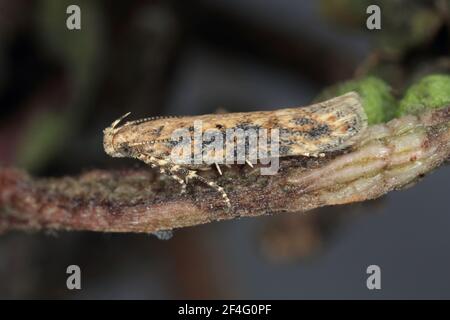 Motte der Rübenmotte Scrobipalpa ocellatella, ist eine Art aus der Familie der Galechiidae. Dies ist ein wichtiger Schädling von Zuckerrüben und anderen Kulturen. Stockfoto