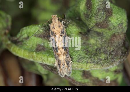 Motte der Rübenmotte Scrobipalpa ocellatella, ist eine Art aus der Familie der Galechiidae. Dies ist ein wichtiger Schädling von Zuckerrüben und anderen Kulturen. Stockfoto