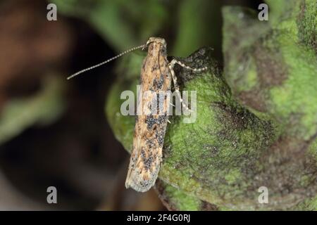 Motte der Rübenmotte Scrobipalpa ocellatella, ist eine Art aus der Familie der Galechiidae. Dies ist ein wichtiger Schädling von Zuckerrüben und anderen Kulturen. Stockfoto