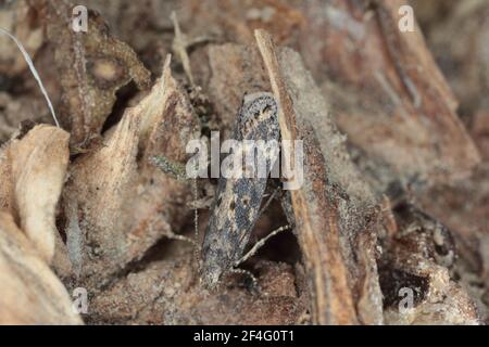 Motte der Rübenmotte Scrobipalpa ocellatella, ist eine Art aus der Familie der Galechiidae. Dies ist ein wichtiger Schädling von Zuckerrüben und anderen Kulturen. Stockfoto