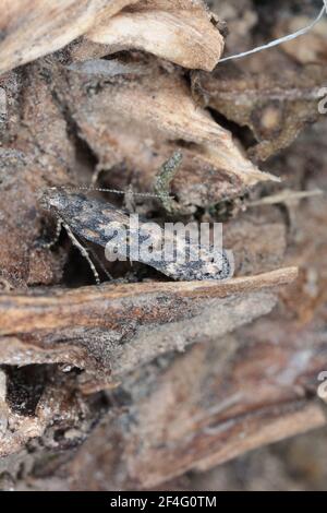 Motte der Rübenmotte Scrobipalpa ocellatella, ist eine Art aus der Familie der Galechiidae. Dies ist ein wichtiger Schädling von Zuckerrüben und anderen Kulturen. Stockfoto