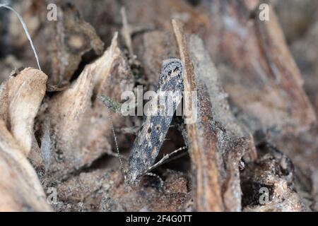 Motte der Rübenmotte Scrobipalpa ocellatella, ist eine Art aus der Familie der Galechiidae. Dies ist ein wichtiger Schädling von Zuckerrüben und anderen Kulturen. Stockfoto