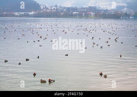 Schwarm Rotschampappe (Netta rufina) Überwintert am Vierwaldstättersee in den Schweizer Alpen Stockfoto