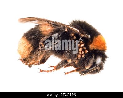 Tot gefunden - Bombus terrestris aka Buff-tailed oder große Erdhummel mit Nestmilben. Stockfoto