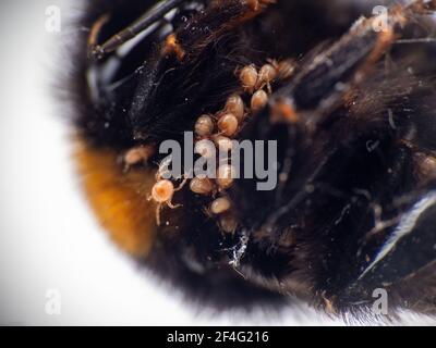 Nahaufnahme Makro Detail von Bombus terrestris mit Milben, eine auf dem Körper zu Fuß. Stockfoto