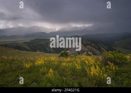 Herrliche Aussicht auf verschneite Berge im Sonnenlicht, Sturmwolken, Nebel und leuchtend gelbe Blumen im Vordergrund im Sommer. Altai, Russland. Stockfoto
