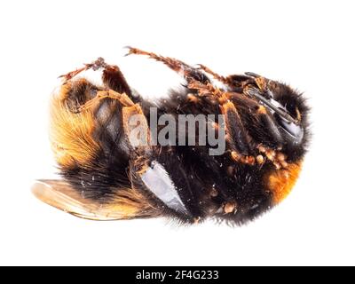 Tot gefunden - Bombus terrestris aka Buff-tailed oder große Erdhummel mit Nestmilben. Stockfoto