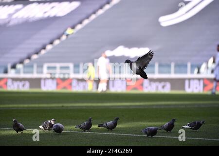 Turin, Italien. März 2021, 21st. Tauben auf dem Spielfeld während des Fußballspiels der Serie A zwischen Juventus FC und Benevento Calcio im Allianz Stadion in Turin (Italien), 21th. März 2021. Foto Federico Tardito/Insidefoto Kredit: Insidefoto srl/Alamy Live News Stockfoto