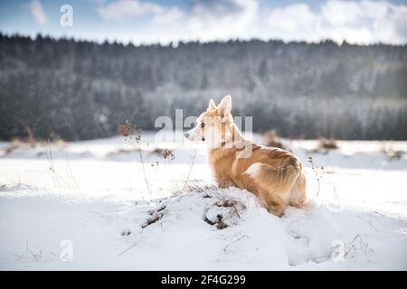 Welsh Corgi Pembroke steht im Schnee Stockfoto