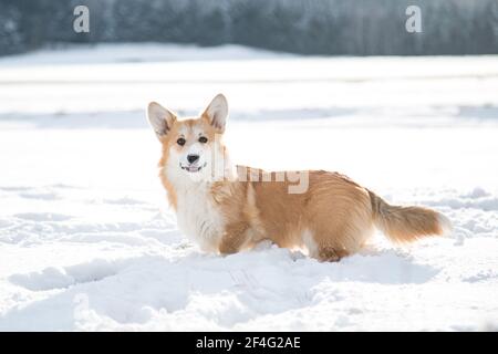 Welsh Corgi Pembroke steht im Schnee Stockfoto