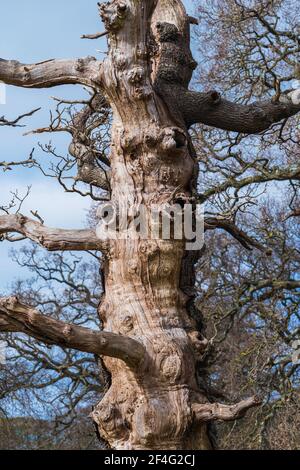 Alter Baum, Alte Eiche, , Englisches Dorf, Devon, England Stockfoto