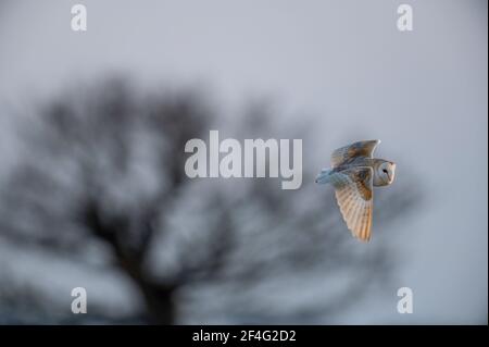 Scheune Owl Tyto alba im Flug auf der Suche nach Beute Otems. Stockfoto
