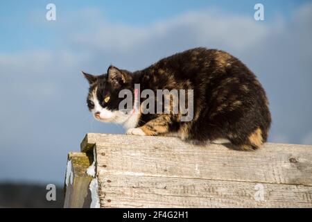 Schildkrötenfarmkatze auf einem Zaun sitzend Stockfoto