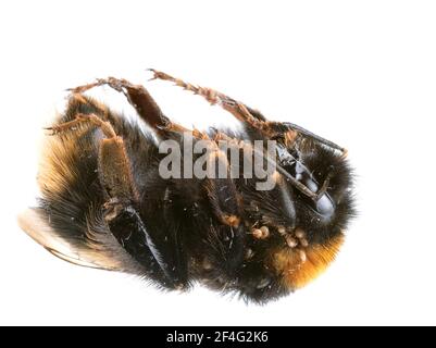 Tot gefunden - Bombus terrestris aka Buff-tailed oder große Erdhummel mit Nestmilben. Stockfoto