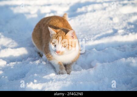 Rot gestromte Kätzin, die im Schnee auf einem sonnigen Platz sitzt Wintertag Stockfoto