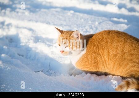 Rot gestromte Kätzin, die im Schnee auf einem sonnigen Platz sitzt Wintertag Stockfoto