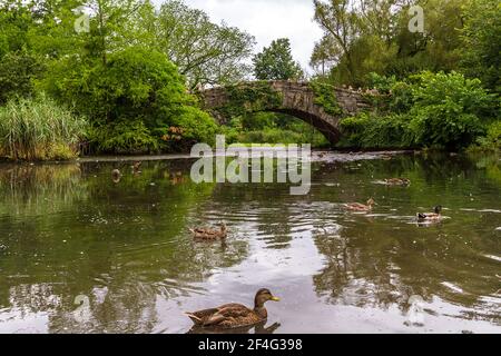 Enten schwimmen im Teich in der Nähe der Gapstow-Brücke in Central Parken Stockfoto