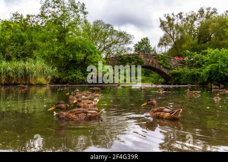 Enten im Teich und die Gapstow-Brücke in Central Parken Stockfoto