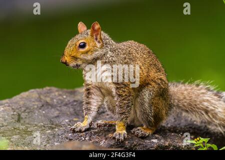 Profil eines östlichen Grauhörnchens (Sciurus carolinensis), das auf einem Felsen auf verschwommenem grünem Hintergrund im Central Park, New York City, steht Stockfoto
