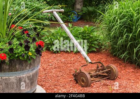 Altes Holzhalbfass mit roten Geranium - Cranesbill, dunkelvioletten Petunia - Petunia Blumen und vintage britischen Drehmesser Push Rasenmäher Stockfoto