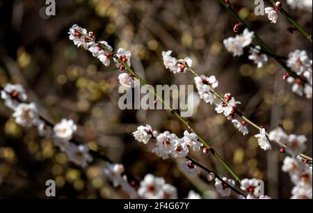 Frühe Frühlingsbaumblüten platzen aus Stockfoto