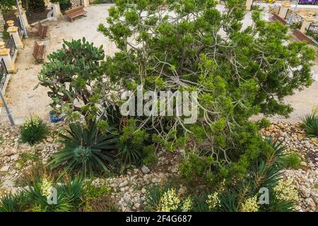 Laub- und Tropenbäume, Sträucher, Opuntia - Kaktus aus stacheligen Birnen im Garten im St. James Graben des Lascaris Kriegsraum Museums, Valletta Stockfoto