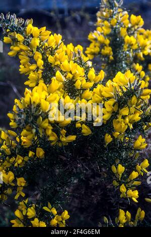 Ein Ginsterbusch im Ainsdale Nature Reserve in der Nähe von Southport, Großbritannien. Stockfoto