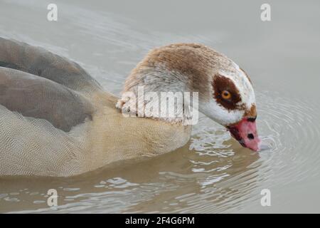 Ägyptische Gans entlang der Themse in North Woolwich, London Stockfoto