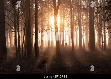 Atemberaubender Wald bei Sonnenaufgang und Nebel. Orange leuchtende Sonne und Strahlen mit Baumschatten. Norfolk England Wald am frühen Morgen. Stockfoto