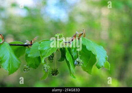 Ein Zweig einer Buche im Frühling mit Blumen Und Blätter mit seidigen Haaren an den Rändern Stockfoto