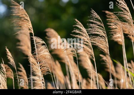 Schilf im Wind entlang des Sees. Grüner Hintergrund. Stockfoto