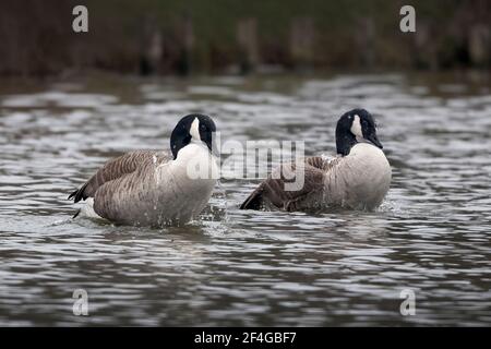 Synchronisiertes Spritzen durch zwei kanadische Gänse Stockfoto