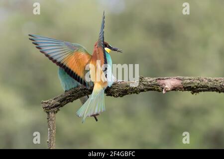 Europäische Bienenfresser Männchen landet auf Zweig mit Wespe in Der Schnabel (Merops apiaster) Stockfoto