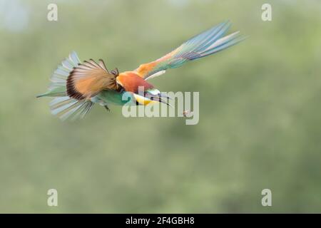 Ehrfürchtiges Porträt des europäischen Bienenfressers bei der Jagd (Merops apiaster) Stockfoto