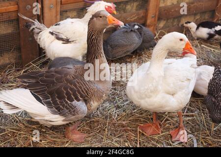 Einheimische Vögel auf dem Hof Stockfoto