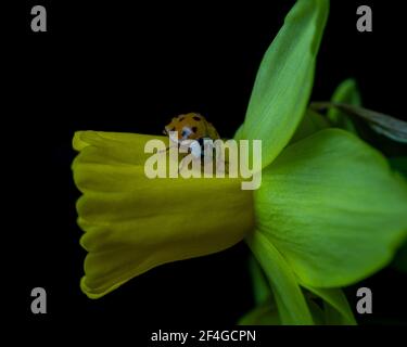 Ein Marienkäfer auf einer gelben Narzissenblume isoliert auf einem Dunkler Hintergrund Stockfoto