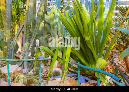 Gruppe von dekorativen Kakteen Sukkulenten Agave im Gewächshaus im tropischen botanischen Garten zwischen den massiven Steinen. Ein Wintergarten Gewächshaus. Stockfoto