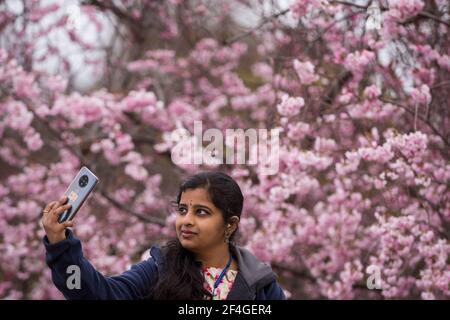 London, Großbritannien. 21. März 2021. UK Weather – EINE Frau macht ein Selfie gegen die Blütenblüte im St James’s Park am ersten Frühlingswochenende nach der Frühlingstaquinox. Von nun an wird die nördliche Hemisphäre längere Tage und wärmere Temperaturen erleben. Kredit: Stephen Chung / Alamy Live Nachrichten Stockfoto