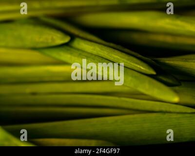 Grüne Zwiebel mit Schnittlauch auf dem Display Stockfoto